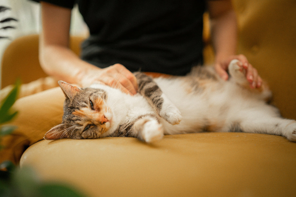 The Ultimate Guide to Creating a Cat-Friendly Home That Still Looks Beautiful